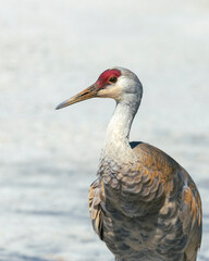 Sandhill crane in British Columbia, canada © Nila Sivatheesan