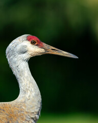 Sandhill crane, British Columbia, canada © Nila Sivatheesan