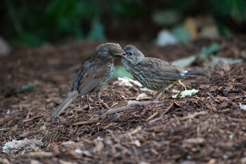 A sparrow feeds another © Nila Sivatheesan