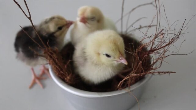 Cute fluffy baby chicks in white bowl, newly hatched poultry birds, adorable farm animals, close up 4k, chicken farming, rural agriculture, nest scene
