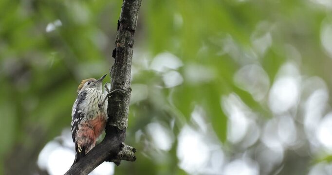 A Brown fronted woodpecker on a branch of a walnut tree