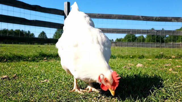 Close up of a white hen in the grass, a white chicken foraging in the grass