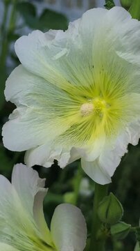 White hollyhock flowers gently swaying in summer wind, 4K garden nature footage.