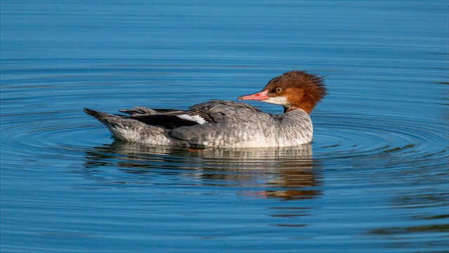 Female common merganser swimming peacefully on calm lake water