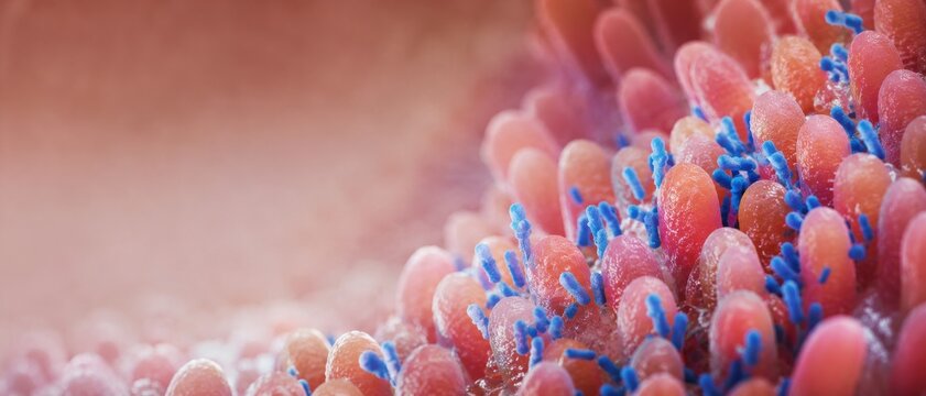 Intestinal villi with bacteria in microscopic close up