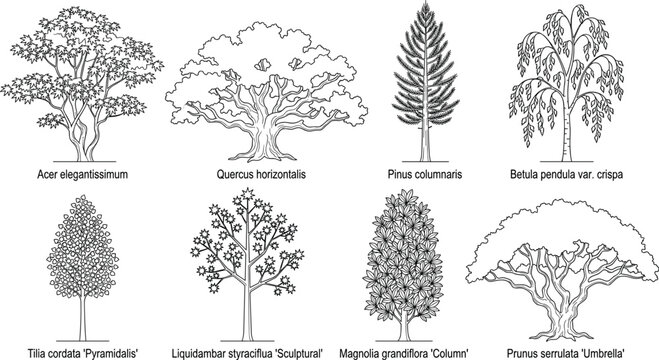 Black and white line art collection of various tree species with scientific names for landscape design