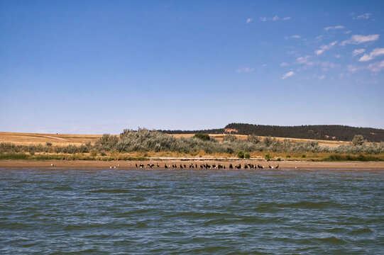 Birds next to the water at a lake in Wyoming.