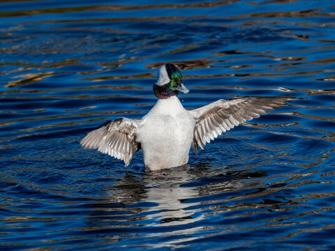 Male bufflehead duck spreading wings on a calm blue lake surface