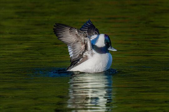 Male bufflehead duck stretching wings on calm green water