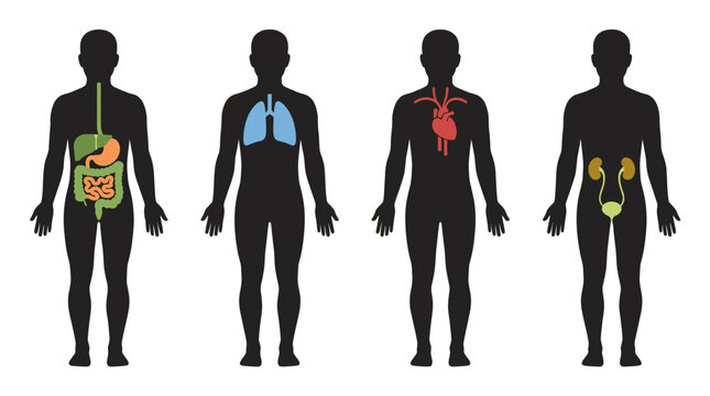 Silhouettes of human figures displaying internal organ systems, digestive, respiratory, circulatory, and urinary systems, informational medical