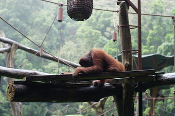 Bornean Orangutan Resting On Wooden Platform In Zoo With Forest Background © Damasus