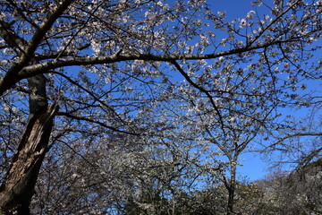 Obraz premium 神奈川県 横浜市の三ツ池公園（春） 