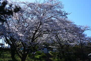 Fototapeta premium 神奈川県 横浜市の大池公園（春）