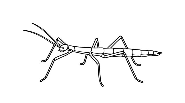 Slender walking stick insect line art.