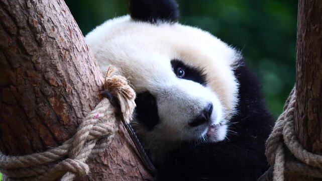 Close-up video of a giant panda flexibly sticking out its tongue to lick its lips