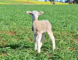 Obraz premium Newborn Merino cross White Suffolk breed lamb standing on a green pasture paddock / field on a Western Australian farm
