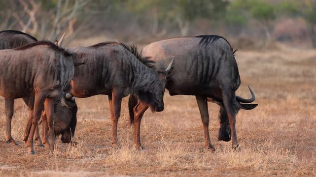 a blue wildebeest herd on the move early morning 