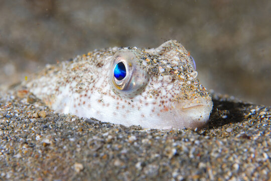 Yellow-spotted pufferfish