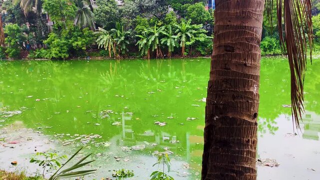 Piles of dirty garbage float in the gulshan lake water, with lush green nature and city apartment buildings in the background.