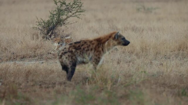 a cheetah family watching the spotted hyena