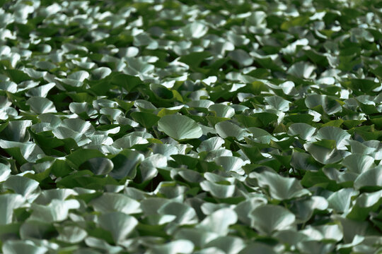 Green Lotus Leaves Covering the Surface of a Pond
