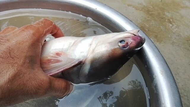 Close-up of a person holding a fresh catfish head in a metal bowl filled with water