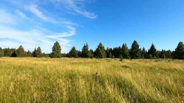 Open grassland and distant forest scenery, grassland scenery