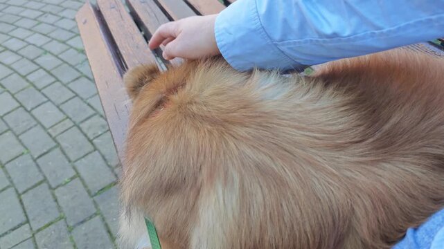 Close up of a hand petting a fluffy ginger dog on a bench showing a contrast between submissive head lowering discomfort and relaxed body language when enjoying pets
