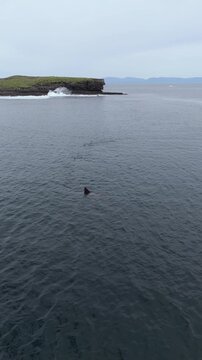 Aerial view of basking sharks at Muckross Head ,Donegal - Ireland
