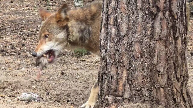 Gray Wolf Eating a Bird Behind a Tree