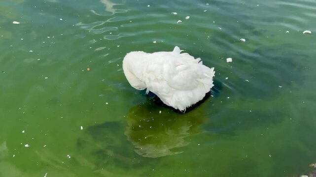 White goose preening feathers and swimming in green water pond
