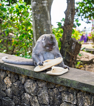 Macaques &agrave; Bali , Indon&eacute;sie