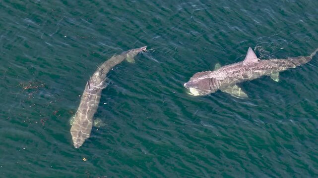 Aerial view of basking sharks in Donegal Bay - Ireland