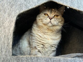 Cute cat in cat house © OLENA LIALINA