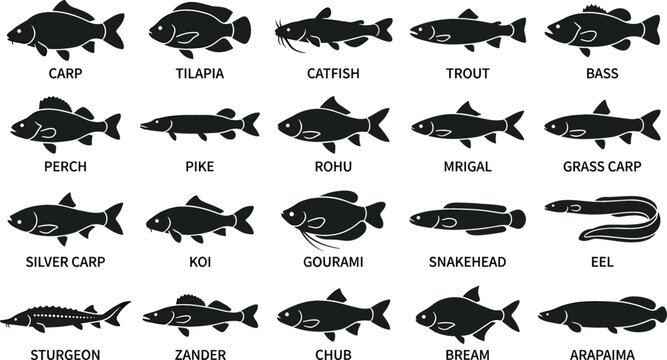 Freshwater Fish Species Black Silhouette Icon Set with Labels Featuring Carp Tilapia Catfish Trout and Bass Symbols for Angling Graphic Designs