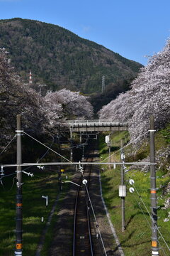 神奈川県 山北町のJR御殿場線山北駅～桜並木