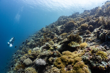 Healthy tropical coral reef in Anda, Bohol, Philippines © Chris J