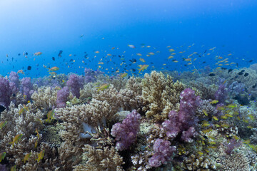 Healthy tropical coral reef in Anda, Bohol, Philippines © Chris J
