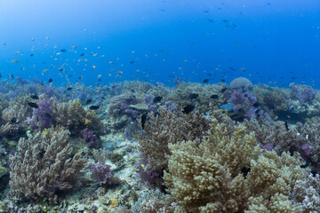 Healthy tropical coral reef in Anda, Bohol, Philippines © Chris J