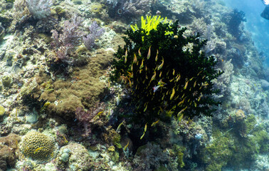 School of tropical reef fish above a healthy coral reef in Anda, Bohol © Chris J