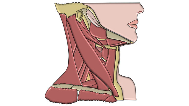 Lateral Neck Muscles Anatomy Medical Illustration