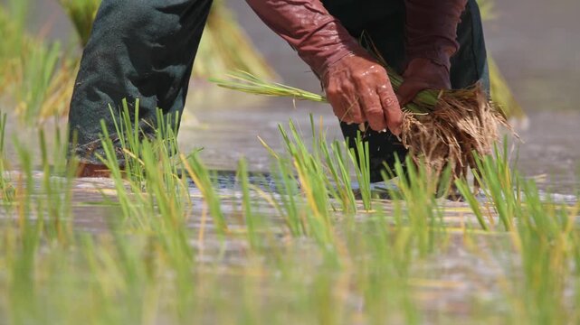 Rice Planting by Hand: A close-up view shows a farmer's hands, wearing gloves, carefully planting rice seedlings in a flooded paddy field, highlighting traditional agricultural practices.