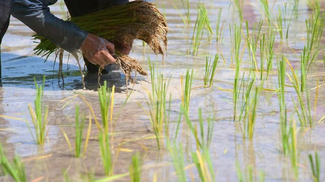 Rice planting: A farmer carefully plants rice seedlings in a paddy field, symbolizing hard work and the cycle of life and agriculture.