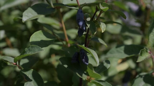 Honeysuckle berries growing on branch in garden, fresh fruit, natural summer scene