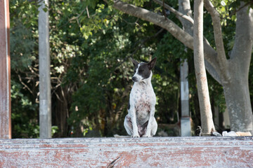 Adult Dog Side Profile Portrait on Weathered Beam © Tony