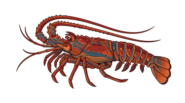 Spiny Lobster Illustration - Marine Crustacean Seafood Art