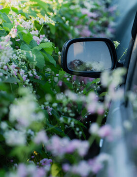 Car side mirror surrounded by blooming pink mexican creeper flowers in the garden