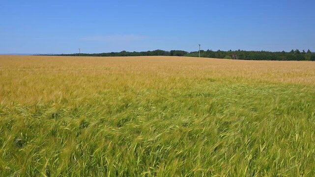 Endloses Getreidefeld unter klarem blauen Himmel mit entfernten B&auml;umen am Horizont, Beuerbach, H&uuml;nstetten, Taunus, Rheingau-Taunus-Kreis, Hessen, Deutschland 