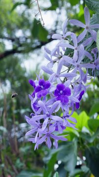 Honey Bee Collecting Nectar on Purple Petrea Volubilis Flower Close-Up Nature