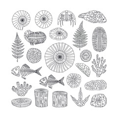 Detailed Line Art Collection of Fossils and Marine Life. © Maonah